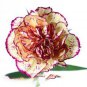 200 Seeds Dianthus Caryophyllus Heirloom Carnation Flower