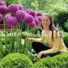 200 Seeds Purple Giant Allium Giganteum, Perennial Flower Bonsai Garden