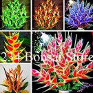 100 Seeds Heliconia Seed Perennial Angiosperm Plants