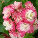 10 Seeds Geranium Fire red-to-white-to-light green Big Blooms Bonsai Flowers