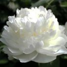 5 Seeds Chinese Peony Mixed 4 Types Fully White Double Petals Flowers