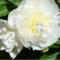 5 Seeds Chinese Peony Mixed 4 Types Fully White Double Petals Flowers