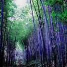 30 Seeds Rare Purple Bamboo