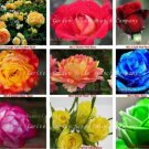 450 Seeds Heirloom Chinese Rose Flower