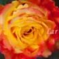 450 Seeds Heirloom Chinese Rose Flower