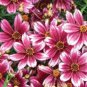 20 Seeds Heirloom Hardy Berry Chiffon Coreopsis Flower