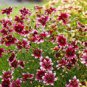 20 Seeds Heirloom Hardy Berry Chiffon Coreopsis Flower