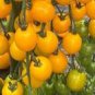 20 Seeds Rare 'Imperial concubine' F1 Yellow Cherry Tomato