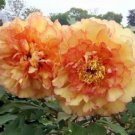 5 Seeds Heirloom 'Huang Jin Cui' Golden Red Peony Plant