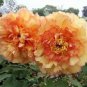 5 Seeds Heirloom 'Huang Jin Cui' Golden Red Peony Plant