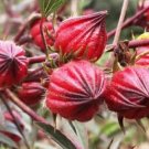 20 Seeds Chinese Hibiscus sabdariffa Roselle Herbal Bonsai