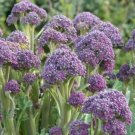 50 Seeds English Purple Sprouting Broccoli Early Brassica Oleracea