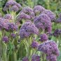 50 Seeds English Purple Sprouting Broccoli Early Brassica Oleracea