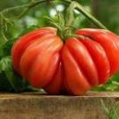 100 Seeds 'Zapotec Ruffled' Old Rare Mexican Organic Heirloom Tomato