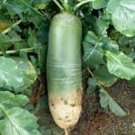 60 Seeds Green Radish Seed Best Garden Plants Vegetable
