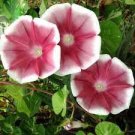 10 Seeds Imported Japan Wine Red Garden Morning Glory