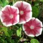 10 Seeds Imported Japan Wine Red Garden Morning Glory