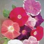 10 Seeds Imported Japan Wine Red Garden Morning Glory