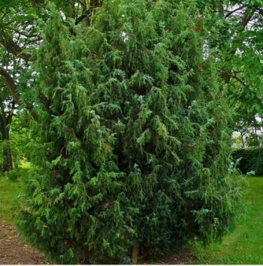 50 Seeds Juniperus Communis