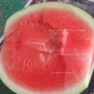 20 Seeds Very Sweet Big Oval Seedless Watermelon Organic