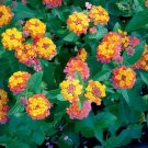 50 Seeds Lantana Camara Flower