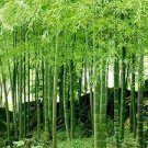30 Seeds Heirloom Anhui Dabie Mountain Moso Bamboo