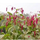 100 Seeds Polygonum Orientale