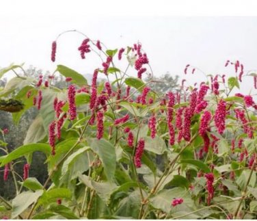 100 Seeds Polygonum Orientale