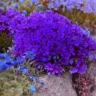 120 Seeds Purple Mountain Phlox