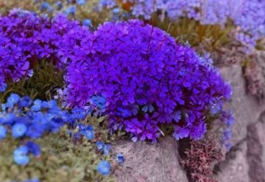 120 Seeds Purple Mountain Phlox