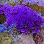 120 Seeds Purple Mountain Phlox