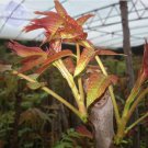 50 Seeds Cedrela Sinensis Chinese Toon Organic Vegetable