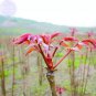 50 Seeds Cedrela Sinensis Chinese Toon Organic Vegetable