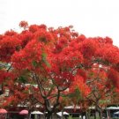 10 Seeds Heirloom Delonix Regia Purple Red Flame Tree