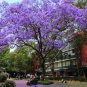 10 Seeds Heirloom Delonix Regia Purple Red Flame Tree