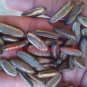 10 Seeds Heirloom Delonix Regia Purple Red Flame Tree
