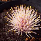 3 Seeds Massonia pustulata