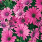 15 Seeds Osteospermum Ecklonis African Transvaal Veldt Daisy