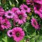 15 Seeds Osteospermum Ecklonis African Transvaal Veldt Daisy