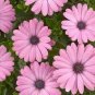 15 Seeds Osteospermum Ecklonis African Transvaal Veldt Daisy