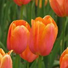 100 Seeds Orange Tulip