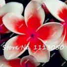 200 Seeds Plumeria Rare Exotic Flower