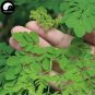 10 Seeds Chinese Moringa