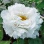 5 Seeds Bai Dew' Snow-white Peony Tree Flower