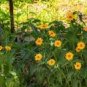 50 Seeds Heliopsis Helianthoides