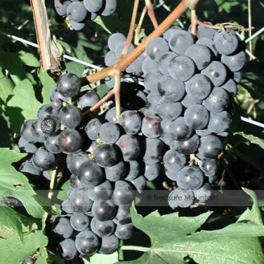 100 Seeds Bluebell Blue Juice Grape