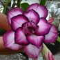 2 Seeds Spiral Bright Rose Pink Adenium Desert Rose with Purple Edge Flower