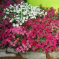 200 Seeds Rare Red Pink White Climbing Petunia Flower
