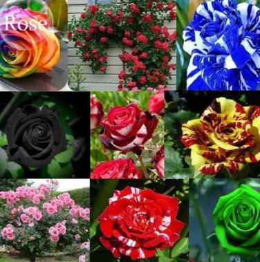 50 Seeds Rare Mixed 12 Types Heirloom Rose Shrub Flowers