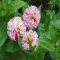 30 Seeds Zinnia Angustifolia Rose Red White Youth-and-old-age Double Blooms Flower